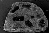 3 - Sezione longitudinale di una protuberanza con concettacoli immersi nello spessore del tallo